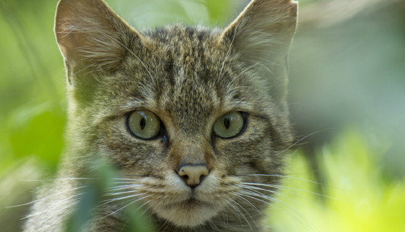 Großaufnahme Wildkatze © MGraf, Nationalpark Thayatal
