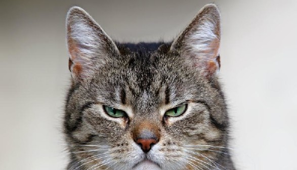 Grimmige Katze © farbkombinat, stock.adobe.com Grimmige Katze © farbkombinat, stock.adobe.com