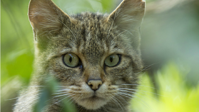 Gro&szlig;aufnahme Wildkatze